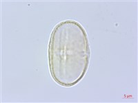 黑水當歸藏品圖，第1張