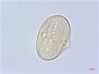 黑水當歸藏品圖，第2張