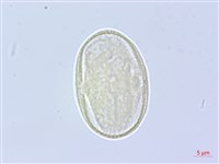 黑水當歸藏品圖，第3張