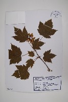 登錄號:S120385藏品圖，第1張