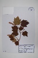 花楷槭藏品圖，第1張