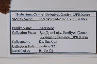 花楷槭藏品圖，第2張