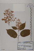 東北雷公藤藏品圖，第1張