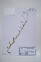 勿忘草藏品圖，第1張