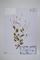 登錄號:S120395藏品圖，第1張