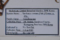 朝鮮接骨木藏品圖，第2張