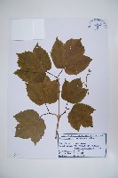 朝鮮莢迷藏品圖，第1張