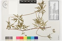 蔓烏頭藏品圖，第1張