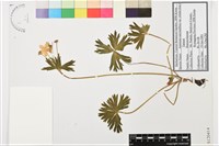 長毛銀蓮花藏品圖，第1張