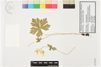 細莖銀蓮花藏品圖，第1張