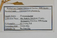 灰綠藜藏品圖，第2張