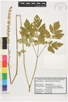 昇麻藏品圖，第1張