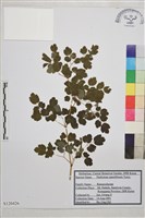 散花唐松草藏品圖，第1張