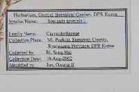 大爪草藏品圖，第2張