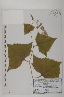 登錄號:S120430藏品圖，第1張
