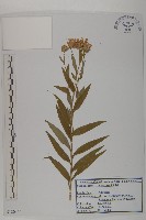 圓苞紫菀藏品圖，第1張