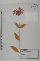 淺裂剪秋蘿藏品圖，第1張