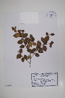 砂生樺藏品圖，第1張