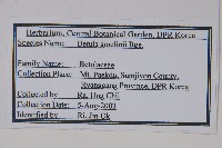 砂生樺藏品圖，第2張