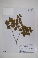 登錄號:S120442藏品圖，第1張