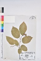 白木烏臼藏品圖，第1張