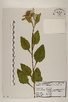 山牛旁藏品圖，第1張