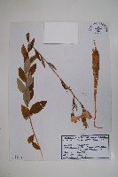 桔梗藏品圖，第1張