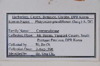 桔梗藏品圖，第2張