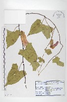 篱打碗花藏品圖，第1張