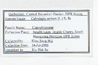 篱打碗花藏品圖，第2張