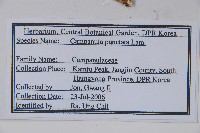 紫斑風鈴草藏品圖，第2張