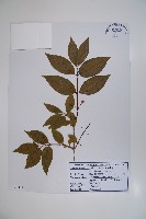 登錄號:S120484藏品圖，第1張