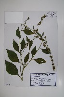 牧根草藏品圖，第1張