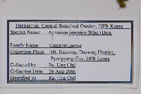 牧根草藏品圖，第2張