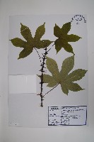 登錄號:S120489藏品圖，第1張