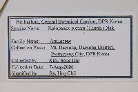 刺楸藏品圖，第2張