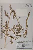 角菜、珍珠菜藏品圖，第1張