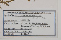 角菜、珍珠菜藏品圖，第2張