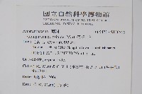 短穗假千日紅藏品圖，第2張