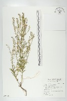 南美獨行菜藏品圖，第1張