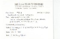 南美獨行菜藏品圖，第2張