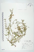 菟絲子藏品圖，第1張