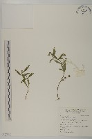 鱧腸藏品圖，第1張