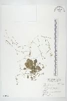 玉山筷子芥藏品圖，第1張
