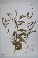 琉璃草藏品圖，第1張