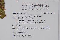 琉璃草藏品圖，第2張