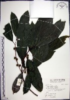 九重吹、九丁樹、脈葉榕、大葉九重吹藏品圖，第1張