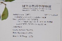 武靴藤藏品圖，第2張