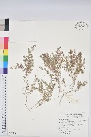 小葉大戟藏品圖，第1張