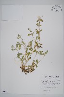 假千日紅藏品圖，第1張